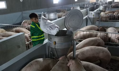 Không chỉ có doanh nghiệp của tỷ phú Trần Đình Long, Tập đoàn Massan của ông Nguyễn Đăng Quang cũng đầu tư trại nuôi heo quy mô công nghiệp 10.000 con tại huyện Quỳ Hợp, tỉnh Nghệ An. Ảnh: Dân Việt.