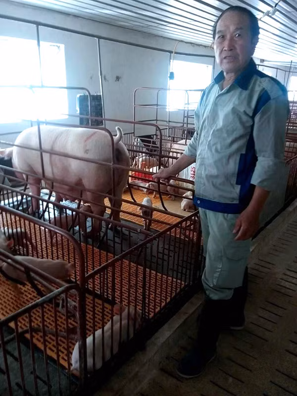 Ngoài ra, có không ít người thành tỷ phú từ việc chăn nuôi heo. Ông Giang Văn Lùng khối 1, thị trấn Cao Lộc (Lạng Sơn) là một trong số đó. Ảnh: Dân Việt.
