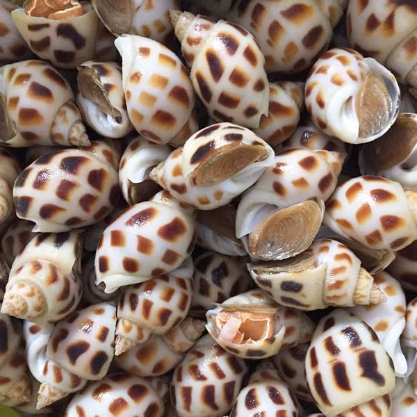 Chẳng hạn, bạch tuộc lớn giảm còn 370.000 đồng/kg, sò dương 220.000 đồng/kg, ốc hương biển loại lớn 550.000 đồng/kg, cá mú 300.000 đồng/kg, ghẹ 390.000 đồng/kg, cá tầm 270.000 đồng/kg, sò huyết 300.000 đồng/kg...Nguồn ảnh: Facebook