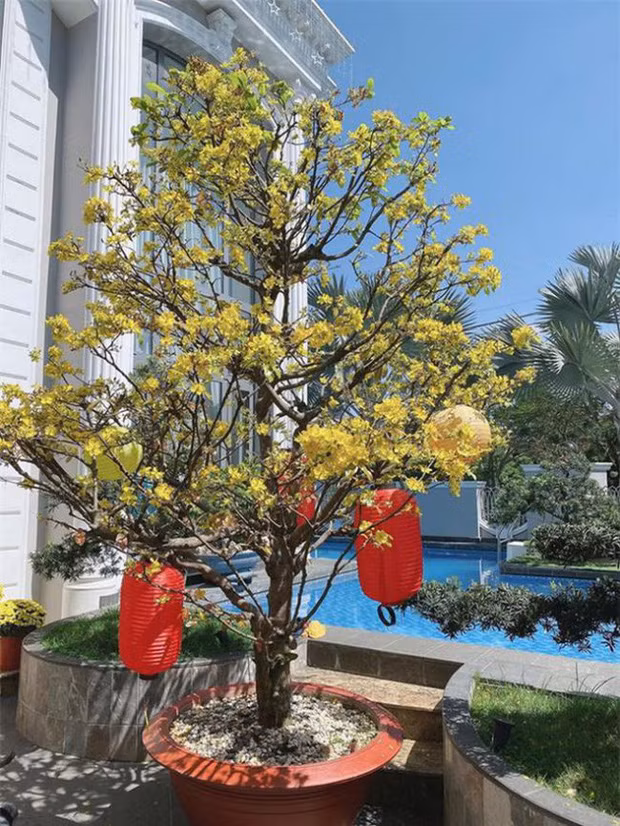 Mai vàng rực rỡ một góc sân.