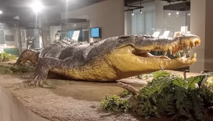 Trung bình, cá sấu nước mặn đực đạt chiều dài 17 feet (5,2 m) và nặng khoảng 1.000 pound (450 kg). Tuy nhiên, các nhà sinh vật học đã từng tìm thấy những mẫu vật dài 23 feet (7 m) và nặng 2.200 pound (1.000 kg). Trong ảnh là cá sấu nước mặn “Lolong” – con cá sấu lớn nhất từng bị bắt trong tự nhiên với tổng chiều dài 6,17 m (hơn 20 ft) và nặng 1.075 kg (2370 lb). Ảnh: Lara Mesoga.