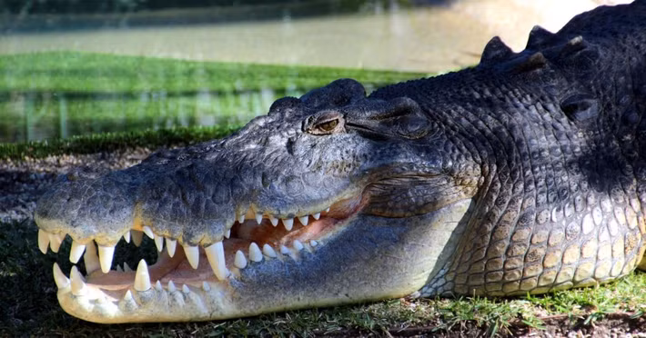 Đây là con cá sấu nước mặn có tên Elvis ở Reptile Park, Gosford. Những chiếc răng đó tạo ra lực cắn mạnh nhất thế giới. Ảnh: John Englart.