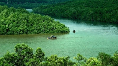 TP HCM phát triển công viên rừng ngập mặn – “lá phổi xanh” Cần Giờ