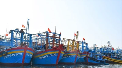 TP HCM tập trung kiểm soát hoạt động VMS trên tàu cá