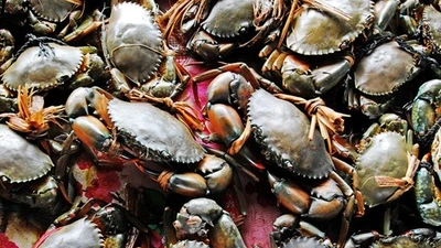 Cua Cà Mau tăng giá mạnh, chạm ngưỡng 850.000 đồng/kg