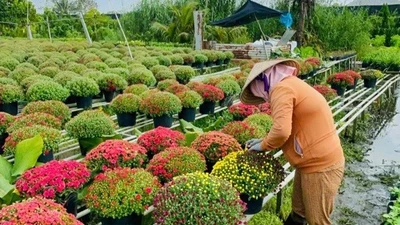 Làng hoa Sa Đéc, Chợ Lách hối hả vào vụ Tết Bính Ngọ 2026