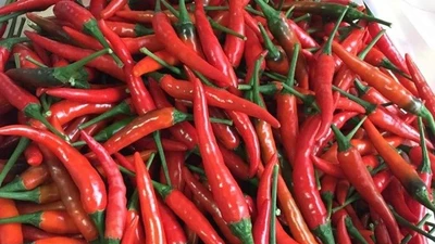 Từ gia vị rẻ tiền, ớt thành mặt hàng “xa xỉ”