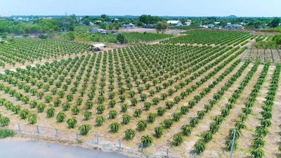 TP HCM đẩy mạnh phát triển nông nghiệp đô thị xanh, công nghệ cao