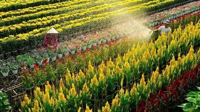 Làng hoa Sa Đéc “nóng” mùa Tết