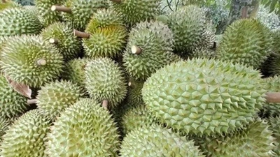 Xuất khẩu chậm, sầu riêng trái vụ dội chợ nội địa, giá rớt sâu