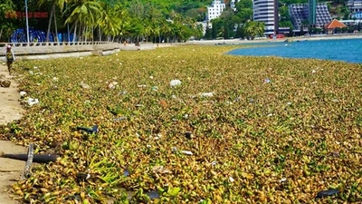 TP HCM thí điểm lắp phao chắn rác ngoài khơi Bãi Trước Vũng Tàu