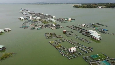 Đồng Nai sắp xếp, giải tỏa lồng bè dôi dư trên hồ Trị An