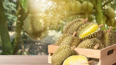 Sầu riêng sẽ được truy xuất nguồn gốc bằng AI và công nghệ số