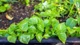 Loại rau mọc hoang thành đặc sản đô thị, giá 100.000 đồng/kg vẫn hút khách