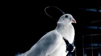 Nga cấy chip não biến chim bồ câu thành drone sống