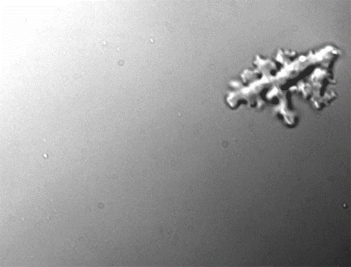 Angela Oliverio, nhà vi sinh vật học tại Đại học Syracuse (New York, Mỹ) cho biết: "Chúng ta cần suy nghĩ lại một cách nghiêm túc về giới hạn khả năng của một tế bào nhân thực". Ảnh: Natalie Petek-Seoane from the preprint by H. Beryl Rappaport et al./bioRxiv.