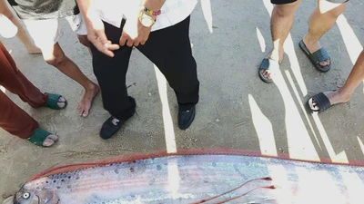 Cá “hố rồng” dạt vào bờ biển Lâm Đồng, người dân hiếu kỳ theo dõi