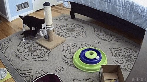 Chân ngắn có tội tình gì cơ chứ.