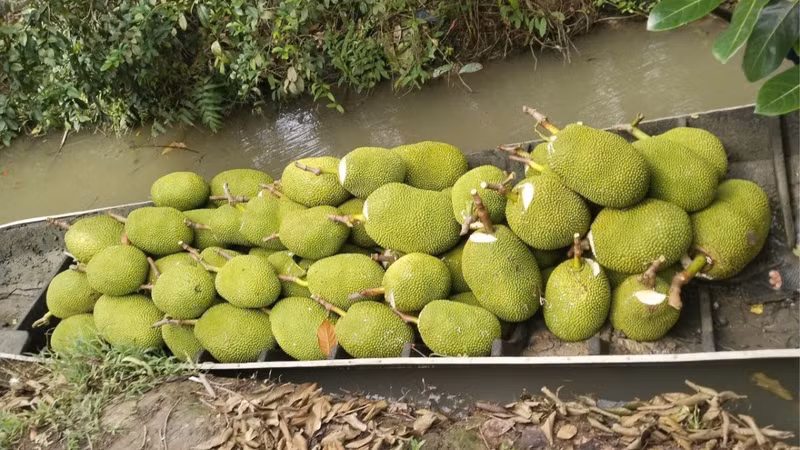 Chính sách kiểm tra chặt chẽ ảnh hưởng lớn đến ngành mít Đồng Tháp