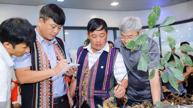 Sâm Ngọc Linh 35 năm tuổi lập kỷ lục đấu giá 725 triệu đồng tại Đà Nẵng