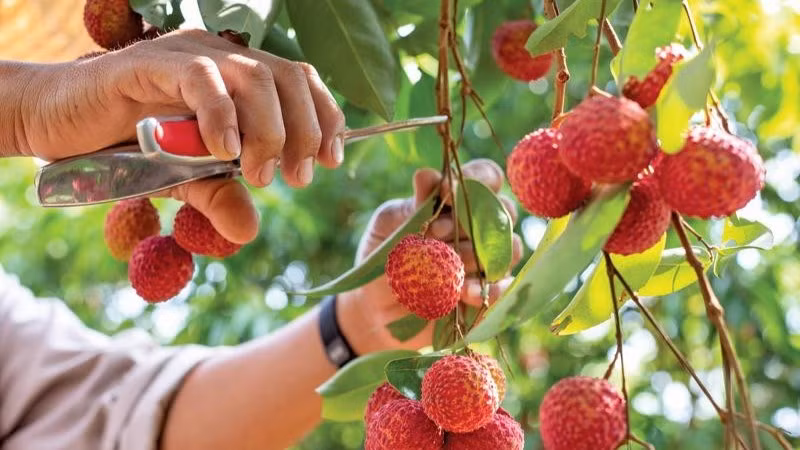 Giá vải thiều năm nay biến động mạnh do thời tiết thất thường