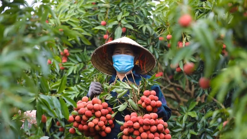 Vải thiều năm 2026 mất mùa, chất lượng giảm mạnh