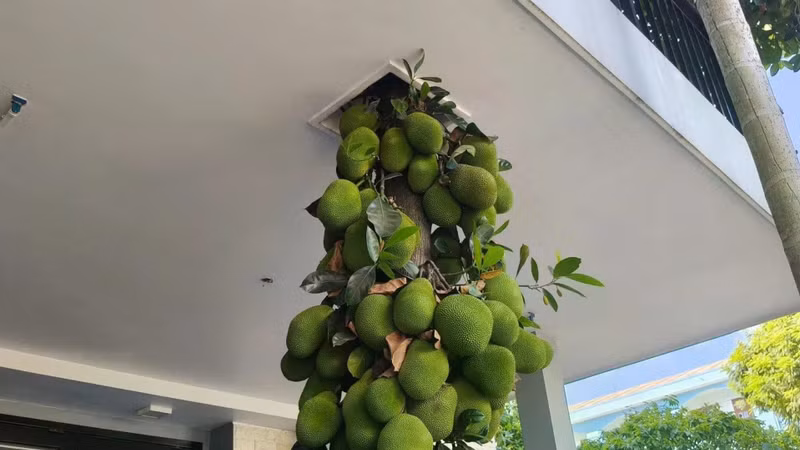 Cây mít mọc xuyên mái nhà gây sốt mạng xã hội tại Đà Nẵng