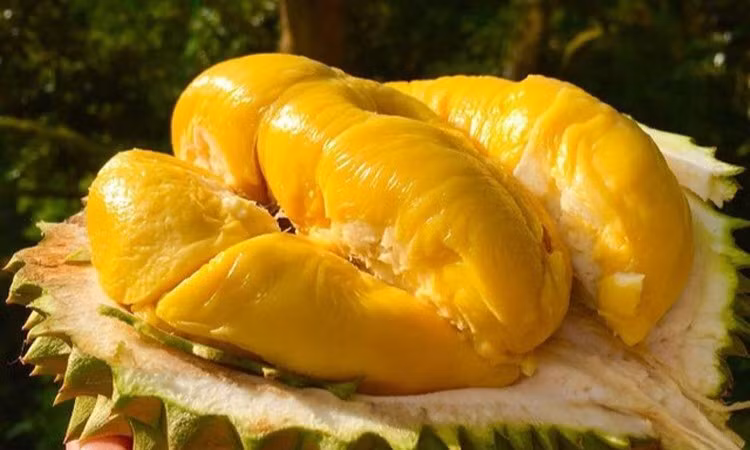 Sầu riêng Musang King rớt giá kỷ lục chưa từng có