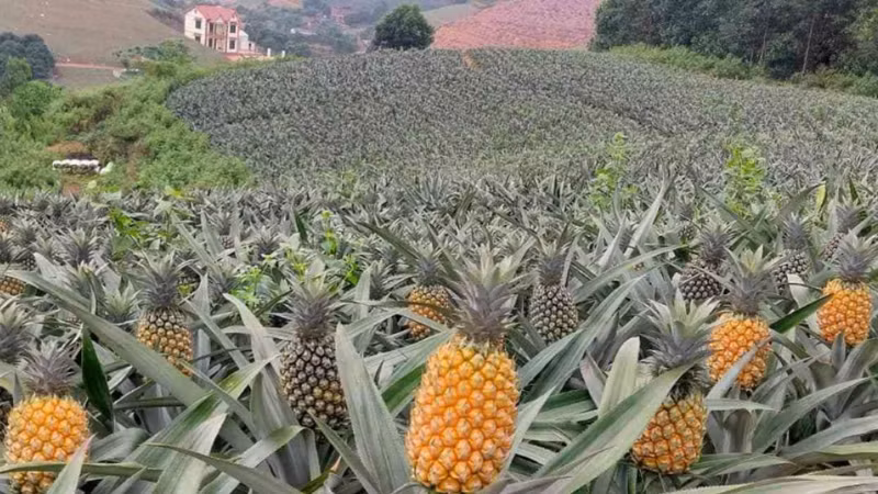Giá dứa giảm sâu, nông dân lao đao vì thương lái "bặt tăm"