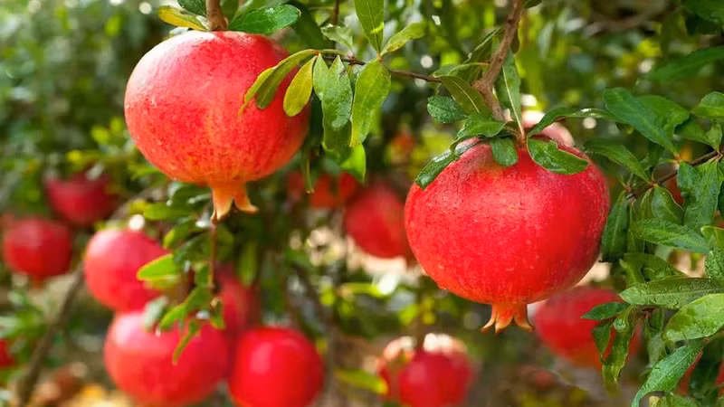 Lựu đỏ Ấn Độ gây sốt thị trường, được trồng thành công ở Lâm Đồng