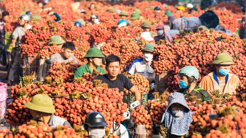 "Mất mùa nhưng được giá", vải thiều Bắc Ninh đại thắng với hơn 7.200 tỷ