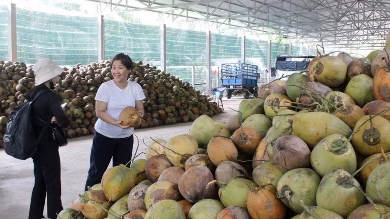 Nắng nóng và xuất khẩu đẩy giá dừa tươi tăng vọt