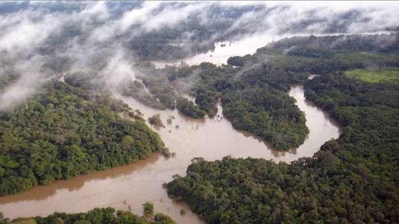 Gola-Tiwai - khu rừng nguyên sinh quý giá ít người biết ở châu Phi