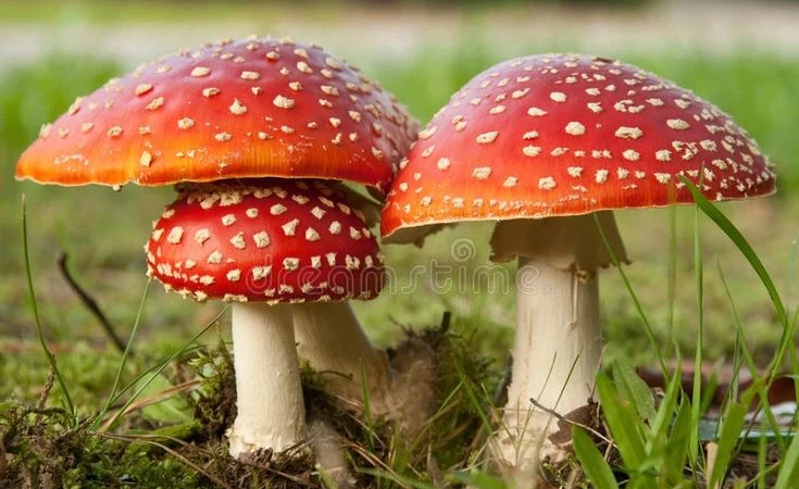 Sốc về loài nấm độc nổi tiếng nhất thế giới