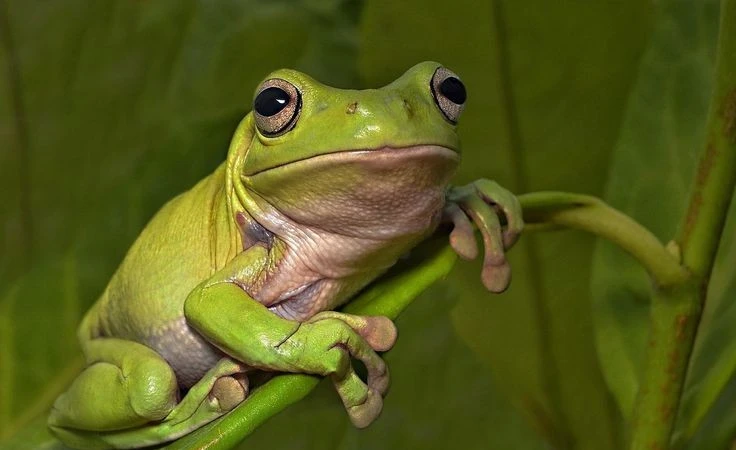 Khám phá loài nhái xanh Australia nổi bật toàn cầu