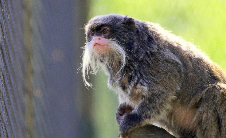 Khỉ vuốt hoàng đế: Kỳ lạ và dễ thương của rừng nhiệt đới