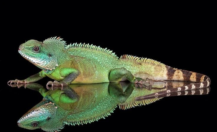 Bảo vệ rồng đất Đông Nam Á để giữ gìn loài thằn lằn đặc biệt này