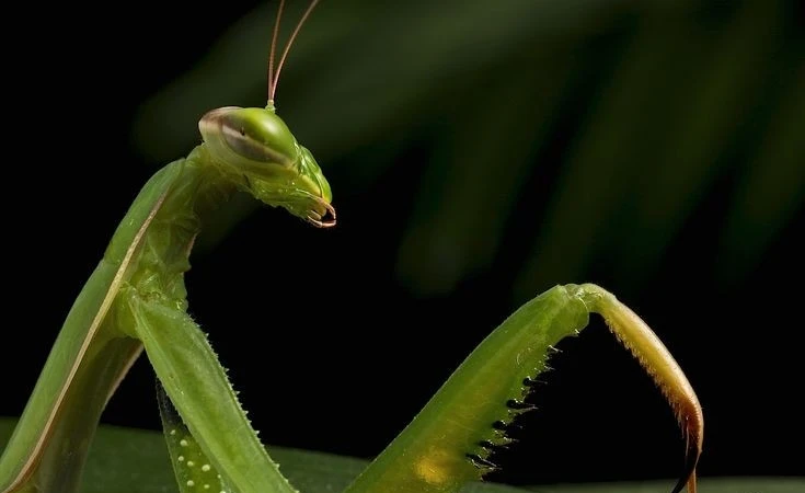 Bọ ngựa - kẻ săn mồi siêu tốc và bậc thầy ngụy trang