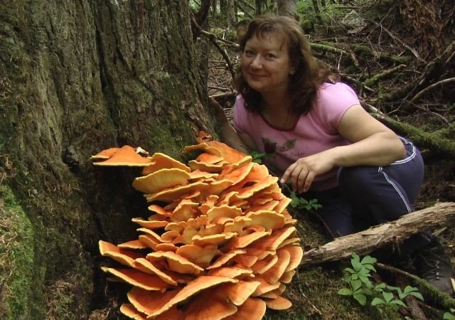 Nấm gà rừng: Loài nấm đẹp mắt, ngon và có vai trò sinh thái quan trọng