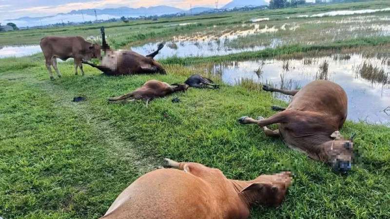 Mưa giông lớn khiến 5 con bò bị sét đánh chết trong đêm