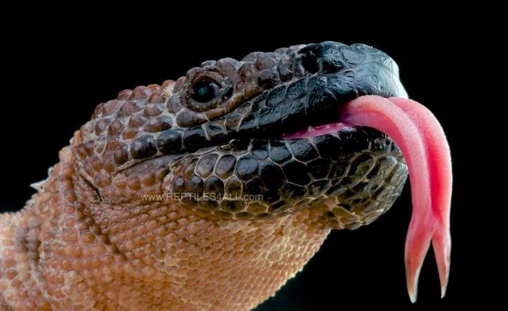 Nọc độc thằn lằn hạt cườm Mexico lộ bí ẩn gây sốc