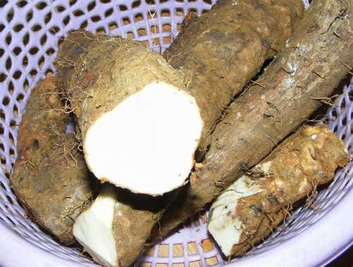 Cháo củ mài: Củ mài 20g, gạo 50g, biển đậu 10g, lòng đỏ trứng gà 1 cái, đường trắng 20g. Củ mài sấy khô. Gạo, biển đậu đều xay thành bột. Trứng gà luộc bóc lấy lòng đỏ, cho vào bột gạo dầm nát trộn đều. Tất cả cho vào nồi nồi thêm 200ml nước đun trên lửa nhỏ. Khi cháo chín cho đường quấy đều, cháo sôi lại là được. Cho trẻ ăn ngày 1 lần, cần ăn liền 15 ngày.