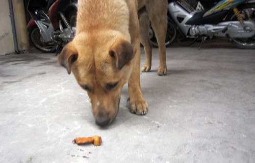 Ăn phân. Đây là thói quen xa xưa của chó. Trong phân còn nhiều chất xơ, khoáng chất và dinh dưỡng mà bộ máy tiêu hóa của chó vẫn còn khả năng "tái chế" để cung cấp năng lượng cho chính nó. Ngoài ra đây còn là bản năng của chó mẹ dọn phân và nước tiểu cho chó con lúc con bú.