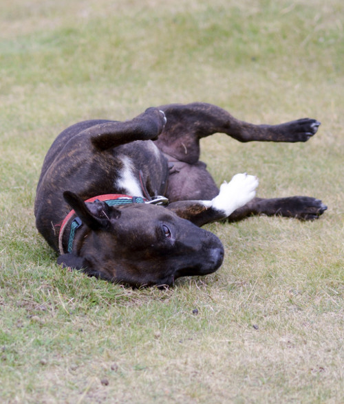 Lăn vào những chỗ nặng mùi. Chó rất thích lăn vào những chỗ có mùi như đống phân, rác...Chưa có tài liệu nào giải thích được hành vi này của chó nhưng với những con chó hoang thì việc lăn vào phân con mồi của chó là để che dấu mùi hương của nó, tạo thuận lợi cho việc săn mồi.