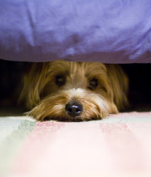 Sợ tiếng ồn. Loài chó thường có một nỗi sợ hãi của tiếng ồn lớn, tiếng súng nổ, pháo hoa, giông bão, và tiếng ồn lớn khác. Nó thường có xu hướng trốn dưới ghế, bàn, và những nơi có mái che để nằm.