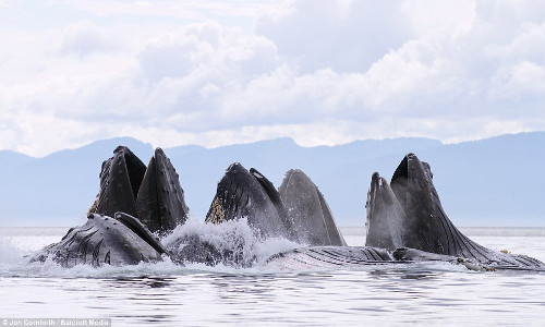 Theo quan sát của nhiếp ảnh gia, đàn cá voi ăn khoảng 5 - 10 phút mỗi giờ.