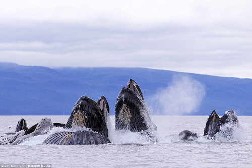 Để chụp được những bức ảnh đẹp về loài cá voi này cần phải có sự kiên nhẫn vì không thể đoán trước được đường đi và hành động của chúng.