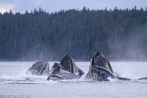 Hàng chục con cá voi dùng kỹ thuật riêng để bẫy cá trích trên mặt nước.