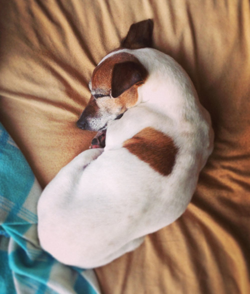 Xoay vòng trước khi nằm. Mỗi khi chuẩn bị nằm dài phơi nắng hoặc ngủ, chó thường đi vòng vòng quanh chỗ ngủ của mình. Đây là thói quen dọn dẹp chỗ mỗi khi muốn nằm của chó từ ngày xưa. Và sau khi đã được thuần hóa và trở thành vật nuôi trong nhà, chúng vẫn giữ lại thói quen này. Thói quen này cũng giúp chó kiểm tra lại độ an toàn của chỗ ngủ.