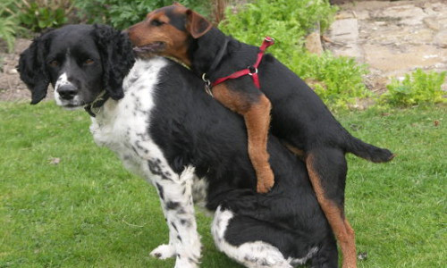 Nhảy vồ lên. Mỗi khi được cho ăn hay theo đuổi quả bóng, hoặc mừng vui khi chủ về, các chú chó thường nhảy lên nhảy xuống, thậm chí còn vồ lấy chân người. Đây là cách mà chó thể hiện niềm vui.